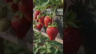 Strawberry farming 