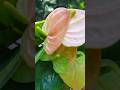❤️😍 #bankok #plants #anthurium #garden #nature #holland #love #trending #viral
