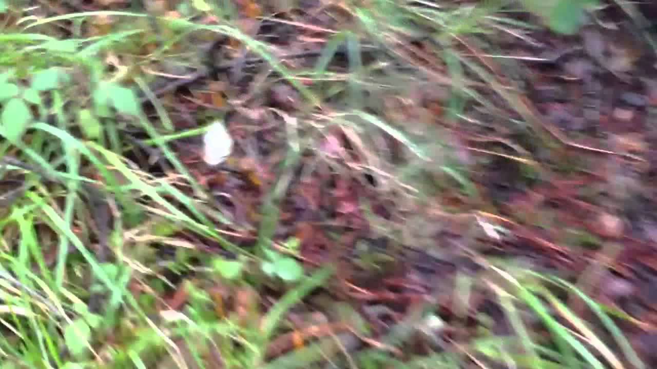 Cantharellus lutescens (angula de monte) 23/11/2013