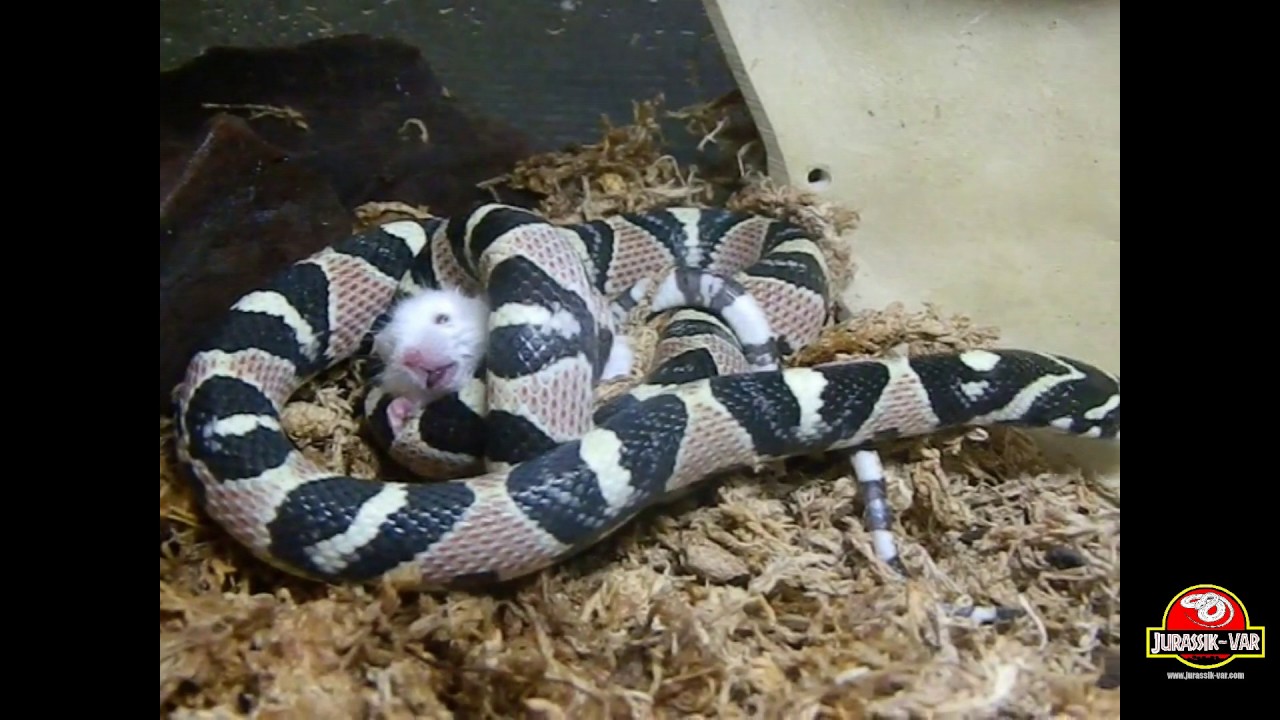 asian garden EUPREPIOPHIS MANDARINUS 