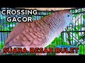 PERKUTUT CROSSING GACOR SUARA BESAR,