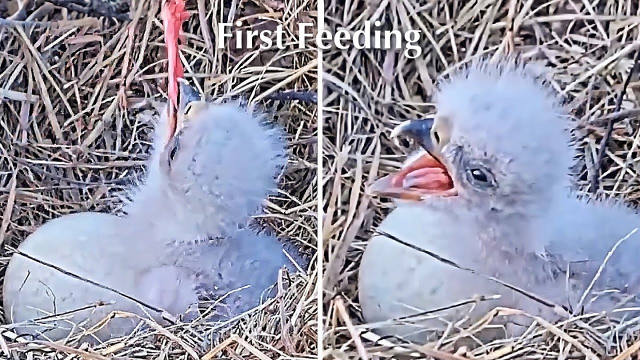 #2🦅BC28🐥0°&🥚／Bluff City Bald Eagle Nest 2026／Frances💗Franklin ／ETSU/BTES Eagle Cameras