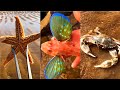 Catching Seafood 🦑🦀 Deep Sea Octopus (Catch Fish,Catch Shark) Tik Tok #1