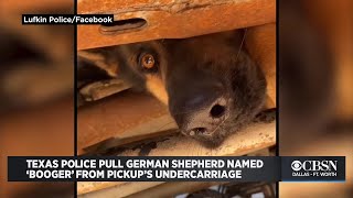 Texas Police Pull German Shepherd Named Booger From Pickup s Undercarriage