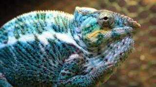 Nosy Faly Oorana Mena Panther Chameleon Breeders