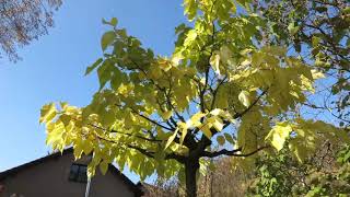 Morus alba 'Macrophylla' syn. 'Platanifolia' morušovník bílý