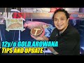 Gold Arowana Update - 12yrs na Si Tsi