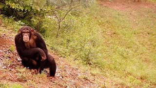 Project Chimps: Laboratory Chimps Retirement Home | Georgia Outdoors