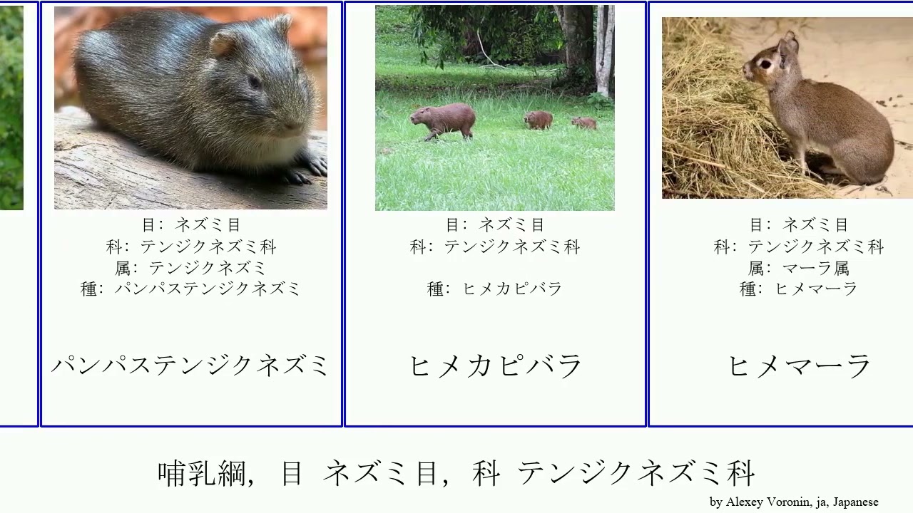 哺乳綱 目 ネズミ目 科 テンジクネズミ科 Mammal ヒメマーラ トウハンモコ ヒメカピバラ オオテンジクネズミ モルモット Futuremono サンタカタリーナテンジクネズミ マーラ属 Youtube