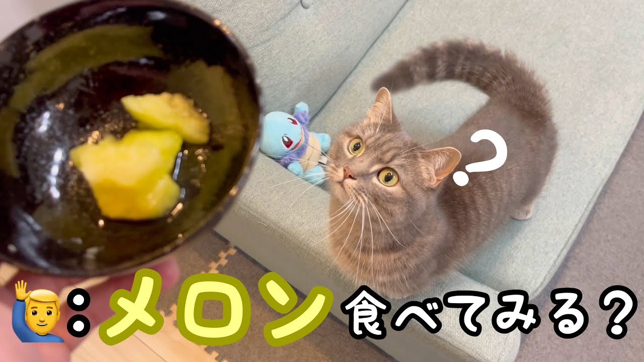 猫にメロンをあげてみたら - YouTube
