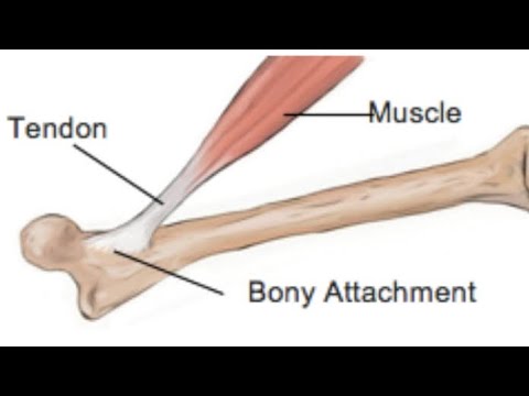 #Human Skelton System (PART I)