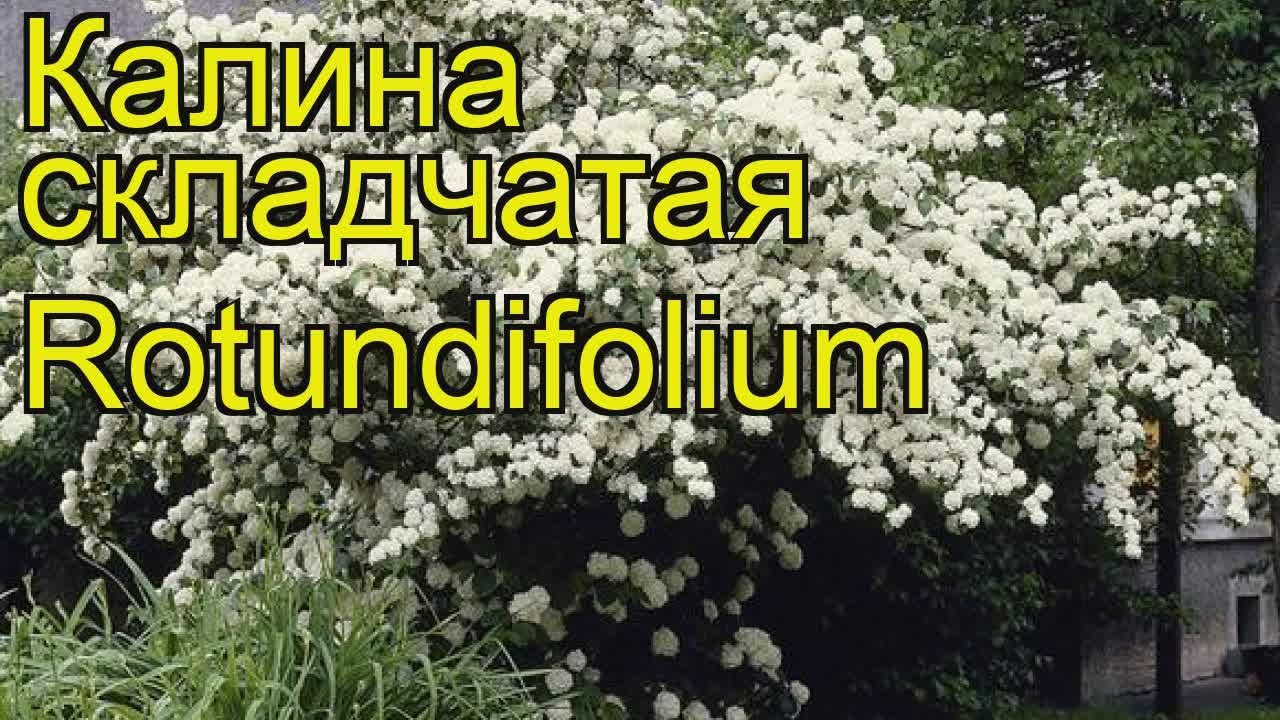 Калина складчатая watanabe Калина складчатая watanabe