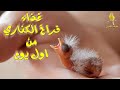 بعد فقس بيض الكناري ماذا أفعل ماذا اقدم للكناري من طعام بعد فقس البيض 