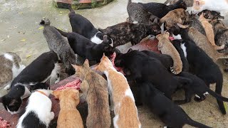 Feeding Homeless Cats Raw Chicken | Homemade Cats Food