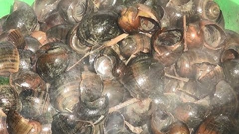 Món Nhậu Dân Dã Không Tốn Tiền Ốc Bươu Vàng Xào Sả Ớt