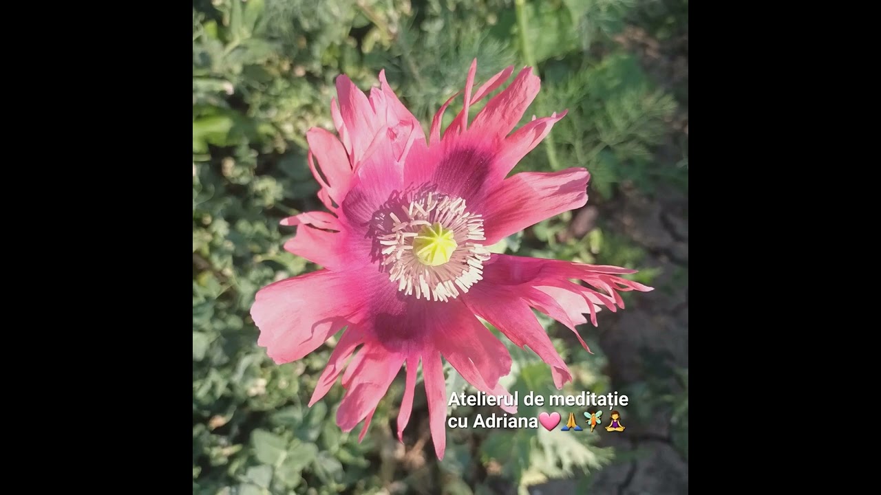 Fii în conectare cu tine - Practica (dimineții) pentru femei - Atelierul de meditație cu Adriana❤️