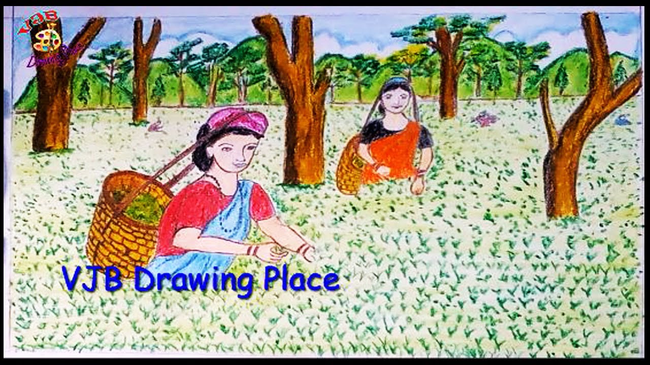 How to draw scenery of a TEA GARDEN step by step easily VJB Drawing Place YouTube