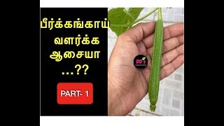 பீர்க்கங்காய் -Peerkangai valarpu| Grow RIDGE GOURD at home| pollination/ DDs veetu thottam