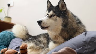 Arguing With My Husky About SELLING His BEANBAG!