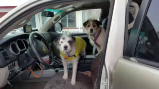 Baby and Trigger - All Aboard Pet Rescue - Fort Collins