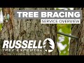 Tree Bracing Service Overview I Russell Tree Experts
