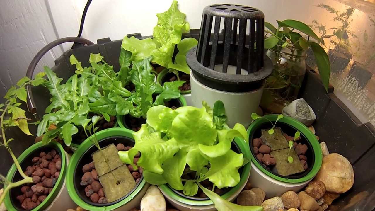 beginner aquaponics: modular indoor, desktop aquaponics