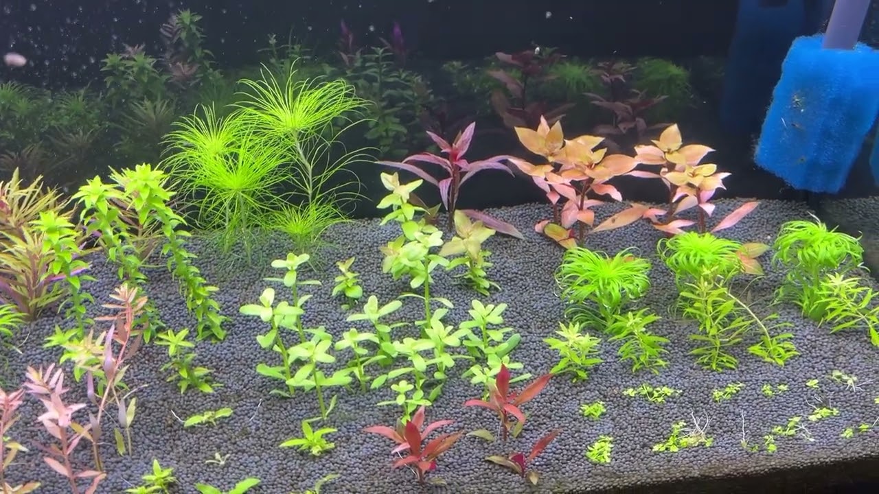Главный секрет выращивания аквариумных растений. Водоросли, бактерии и др...