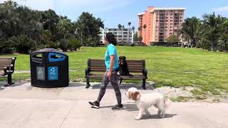 Ivy | Goldendoodle | DTSP by The Doghouse LLC 46 views 1 month ago 7 minutes, 12 seconds