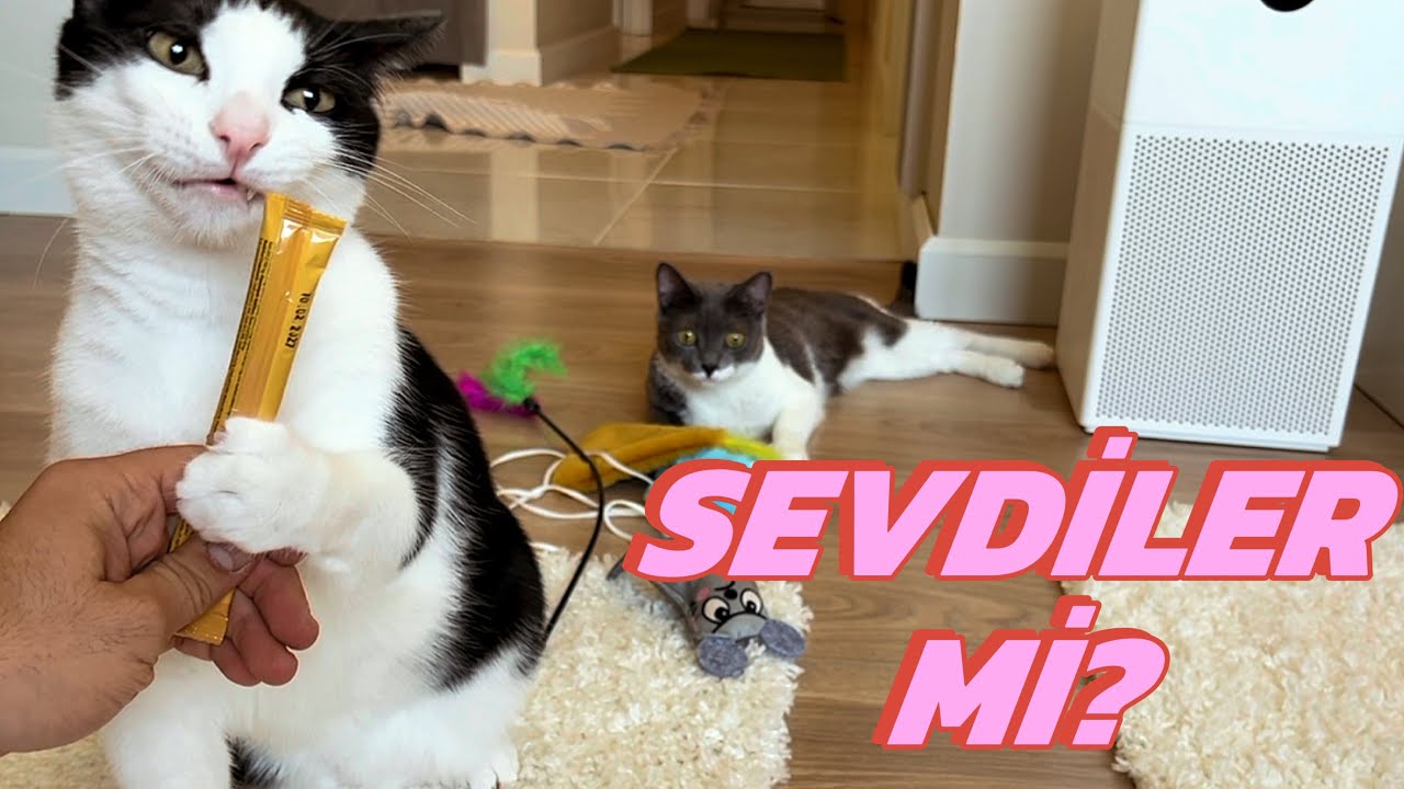 GİZEMLİ KEDİ KUTUSU AÇILIŞI!