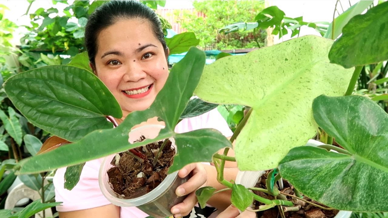 DISKARTE PARA MAKABILI NG MURA AT BUDGET MEAL NA MGA RARE PLANTS