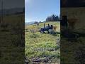 Primavera ad Agrestia