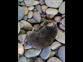 A mole came to visit our garden