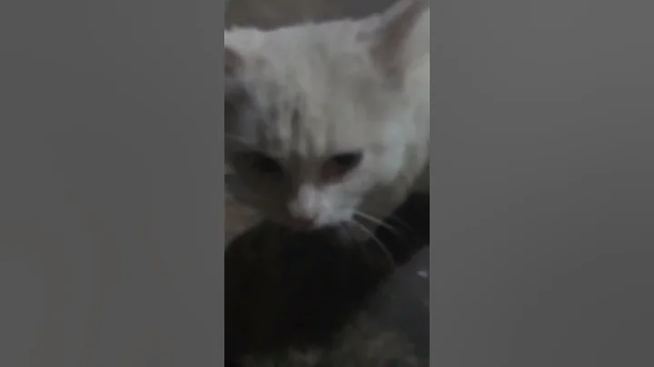 Video 11570511: russian cat