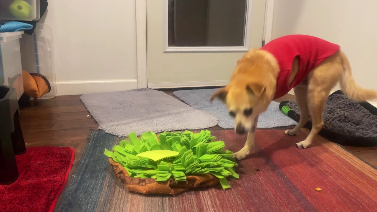 Building your fearful dog's confidence with enrichment