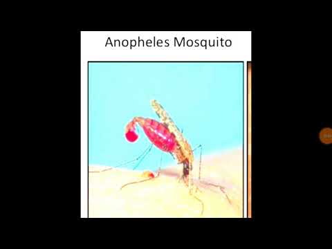 Video: Forskellen Mellem Anopheles Og Aedes