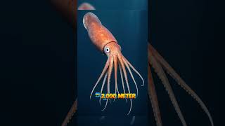 Makhluk Laut Dalam Ditemukan Hiu Putih Besar Vs El Gran Maja