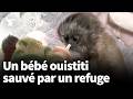 Colombie : après Punch le singe, un bébé ouistiti sauvé