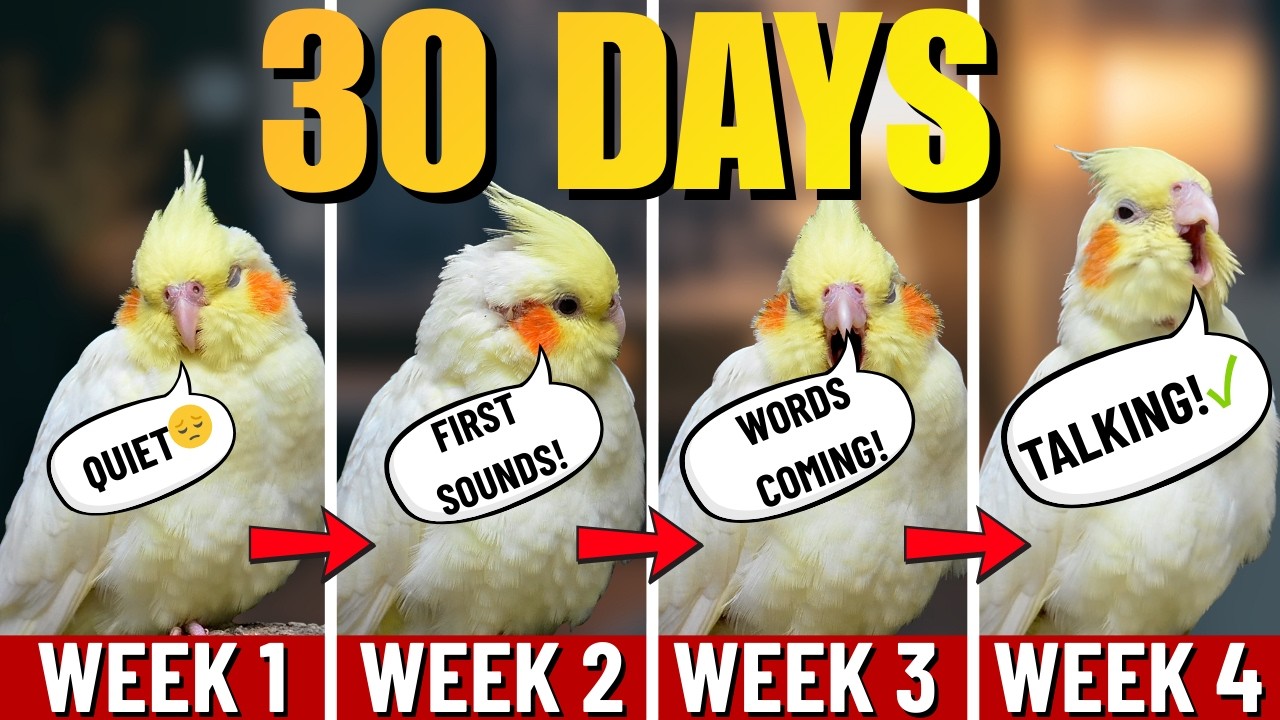 Научите своего корелла говорить за 30 дней (пошаговая инструкция)