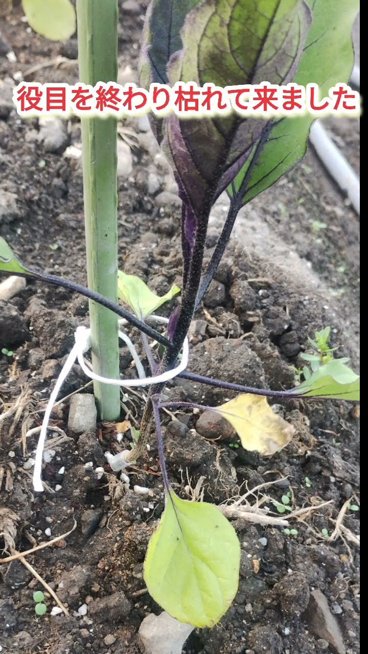 ナスの根が活着した】下葉が枯れて先端の葉の色と伸び具合【家庭菜園