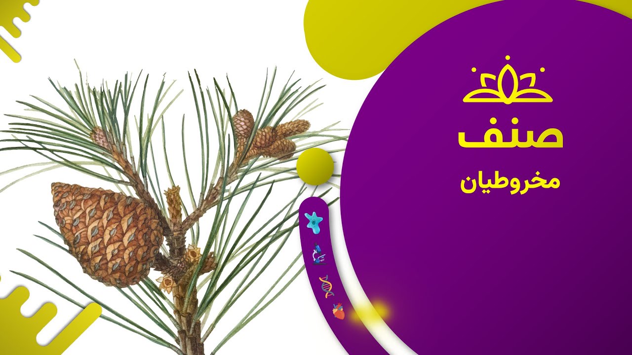 صنف - بیولوژی صنف هشتم- درس ۱۲: مخروطیان