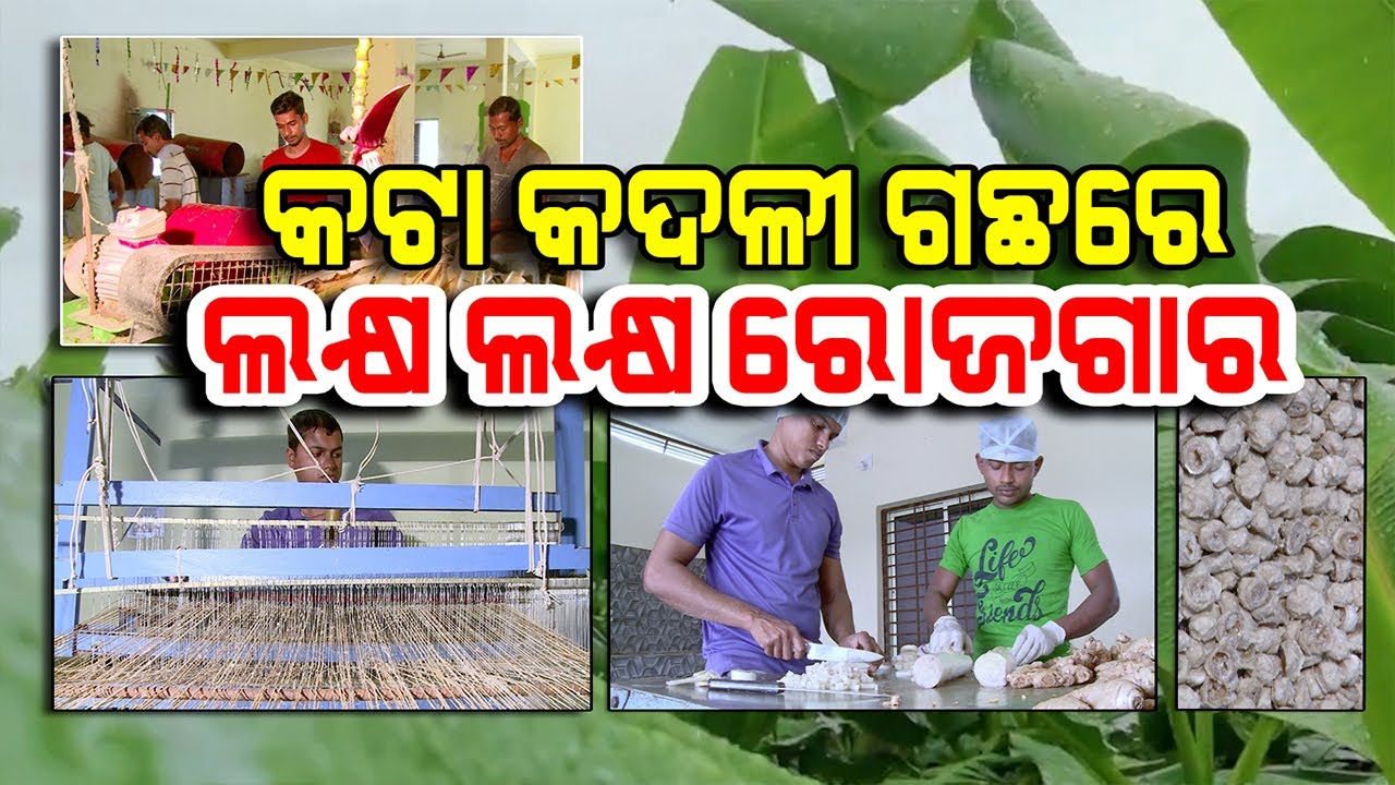 କଦଳୀ ଗଛର ସବୁ ଅଂଶରେ ଭରିରହିଛି ରୋଜଗାରର ସୁଯୋଗ | Banana orchard waste turns to wealth