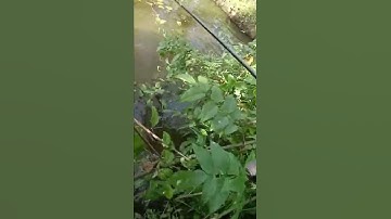 Cận Cảnh Đi Câu Gặp Thủy Quái Đồ Câu Đại Ngáo#shorts