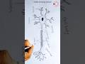 How to Draw Neuron #shorts #neurondrawing #habibdrawingschool