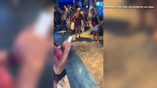 Stingray takes a leap at Sarasota aquarium