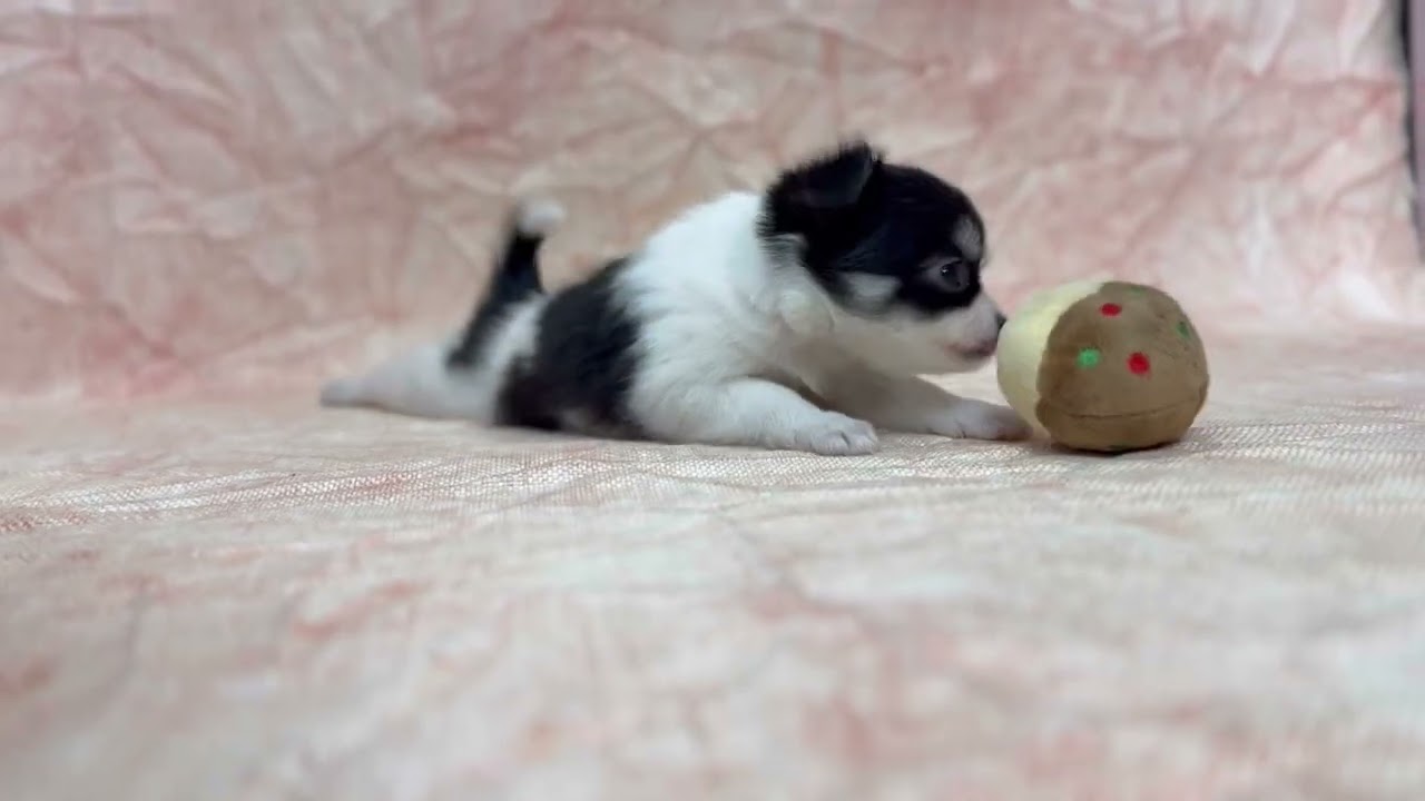 ロングコートチワワ🐶(2025/11/29生) - YouTube