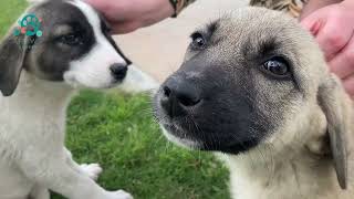 How to pet a Kangal puppy by Paw&Breed 302 views 11 months ago 2 minutes, 30 seconds