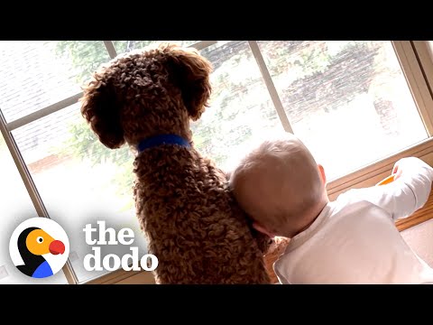 Video: 11 zīdaini sajūsmojas vai lepojas ar suņu vasaras dienām