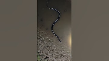 Cạp nia săn cá đêm #snake #cobra #蛇 #animals #cobras