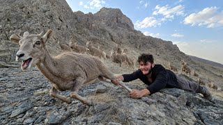 Behnam on an unknown mountain: a herd of antelopes, mountain plants
