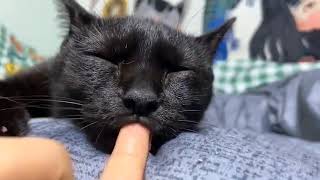 Sleeping Cat Sucking on a Finger